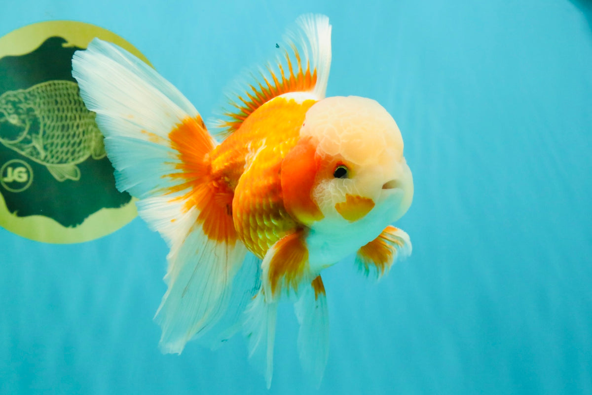 A Grade Jade Head Red White Oranda Male 5.5 inches #102326OR_07