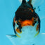 Angry Bird Tricolor Oranda Male 5.5 inches #081525OR_30