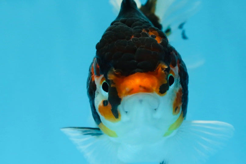 Angry Bird Tricolor Oranda Male 5.5 inches #081525OR_30