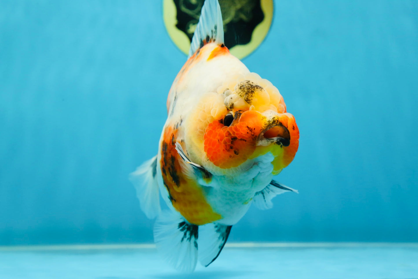 AAA Grade Big Body Godzilla Ink Calico Yuanbao Female 6 inches #051625YB_12