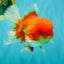 A Grade Red White Oranda Male 5.5 inches #080726OR_12