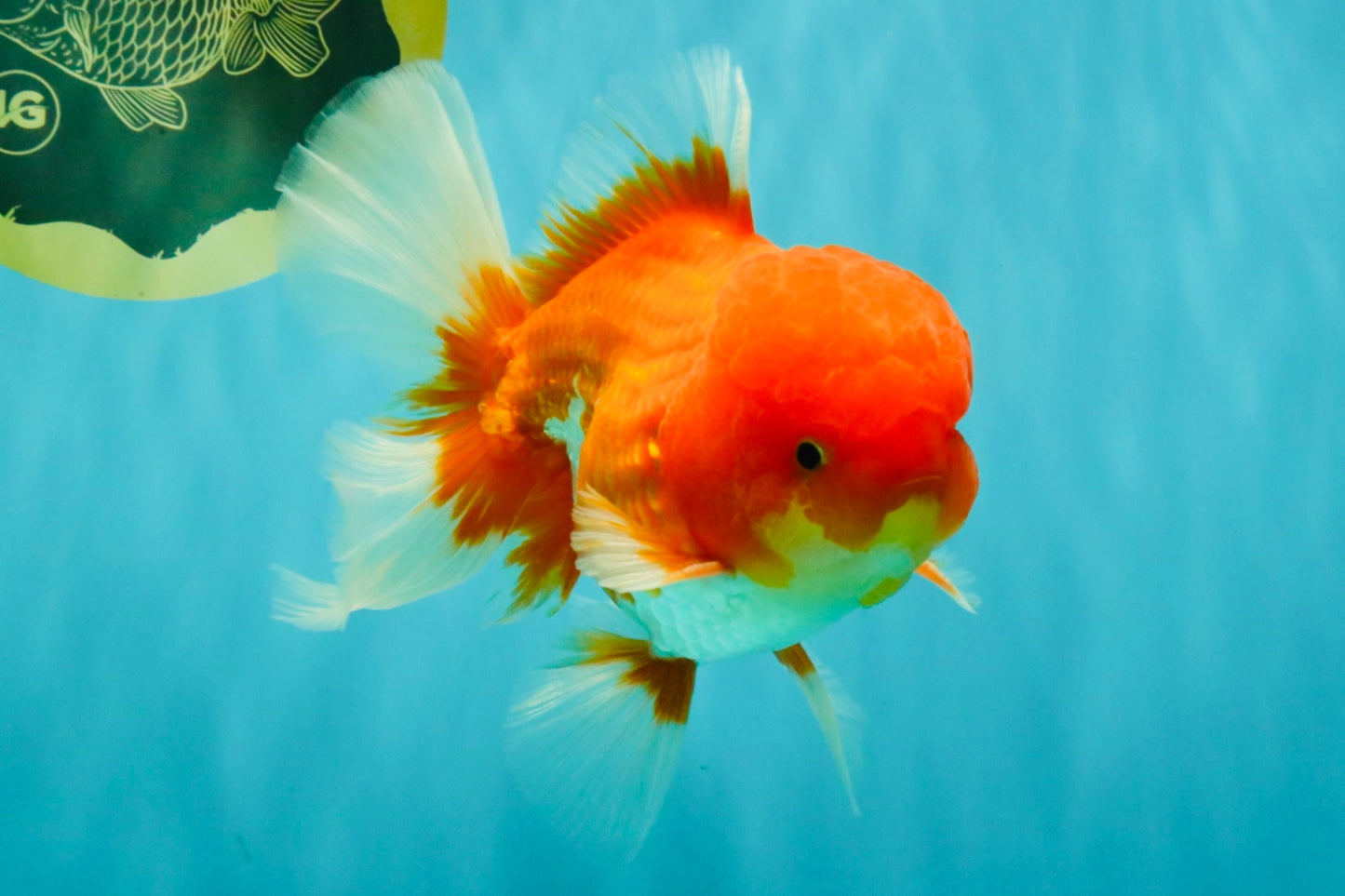 A Grade Red White Oranda Male 5.5 inches #080726OR_12
