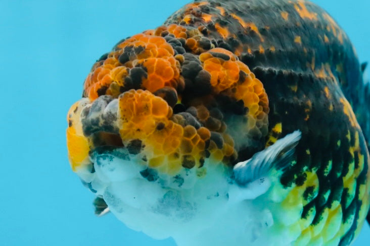 AAA Grade Tiger LionKing 5 inches #070425LC_09