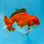 AAA Grade Red White Oranda Male 5.5 inches #0706OR_22