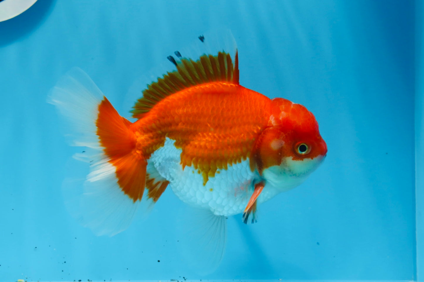 AAA Grade Red White Oranda Male 5.5 inches #0706OR_22