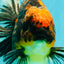 CHUNKY AAA Grade Broadtail Tiger Oranda Male 7-7.5 inches #071026OR_02