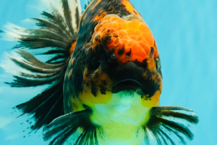 CHUNKY AAA Grade Broadtail Tiger Oranda Male 7-7.5 inches #071026OR_02
