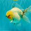 A Grade Marble Oranda Male 5.5-6 inches #062626OR_31