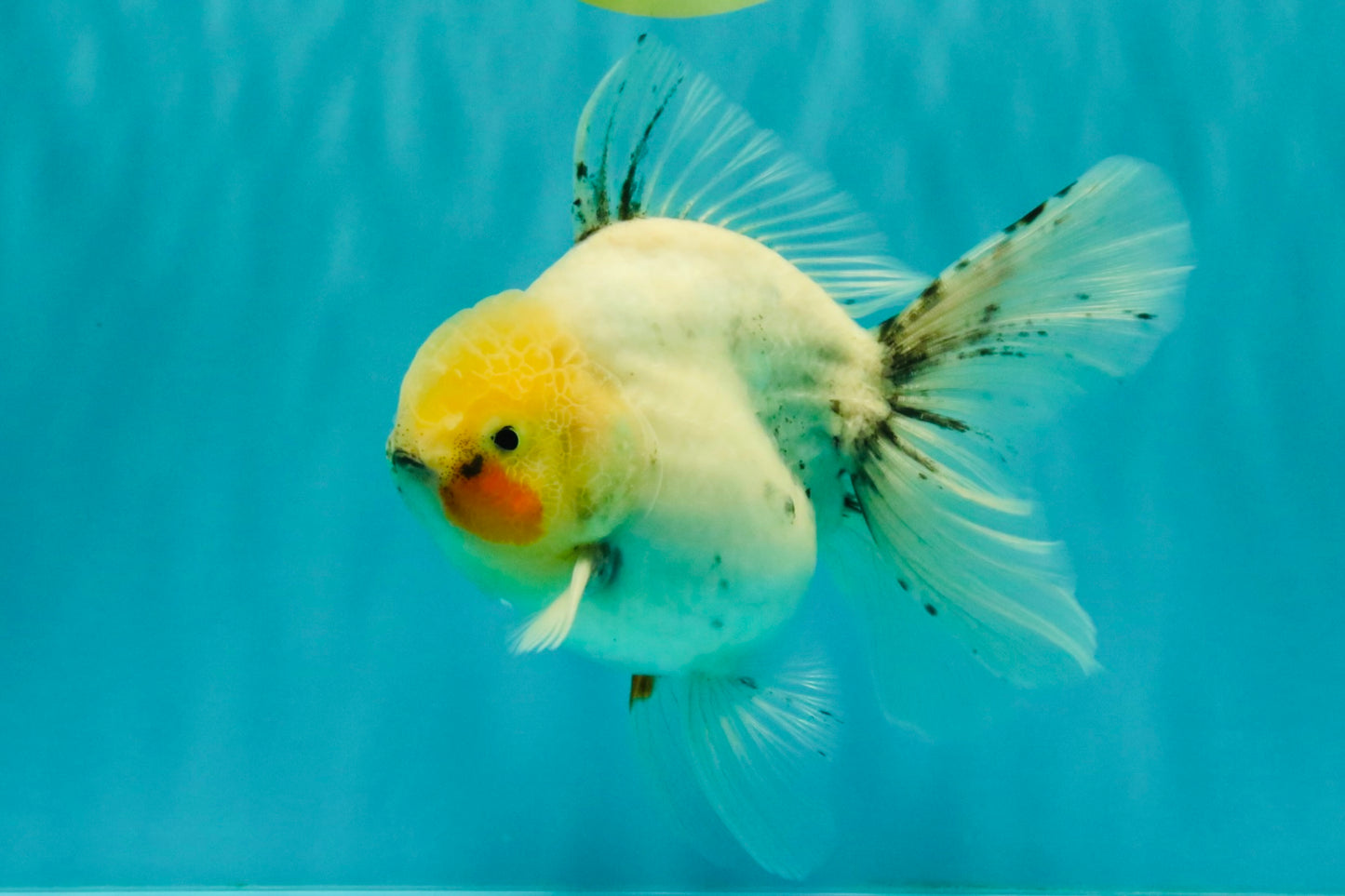 A Grade Marble Oranda Male 5.5-6 inches #062626OR_31