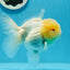 Oranda mâle à tête de citron de qualité AAA 4,5 à 5 pouces #0927OR_25