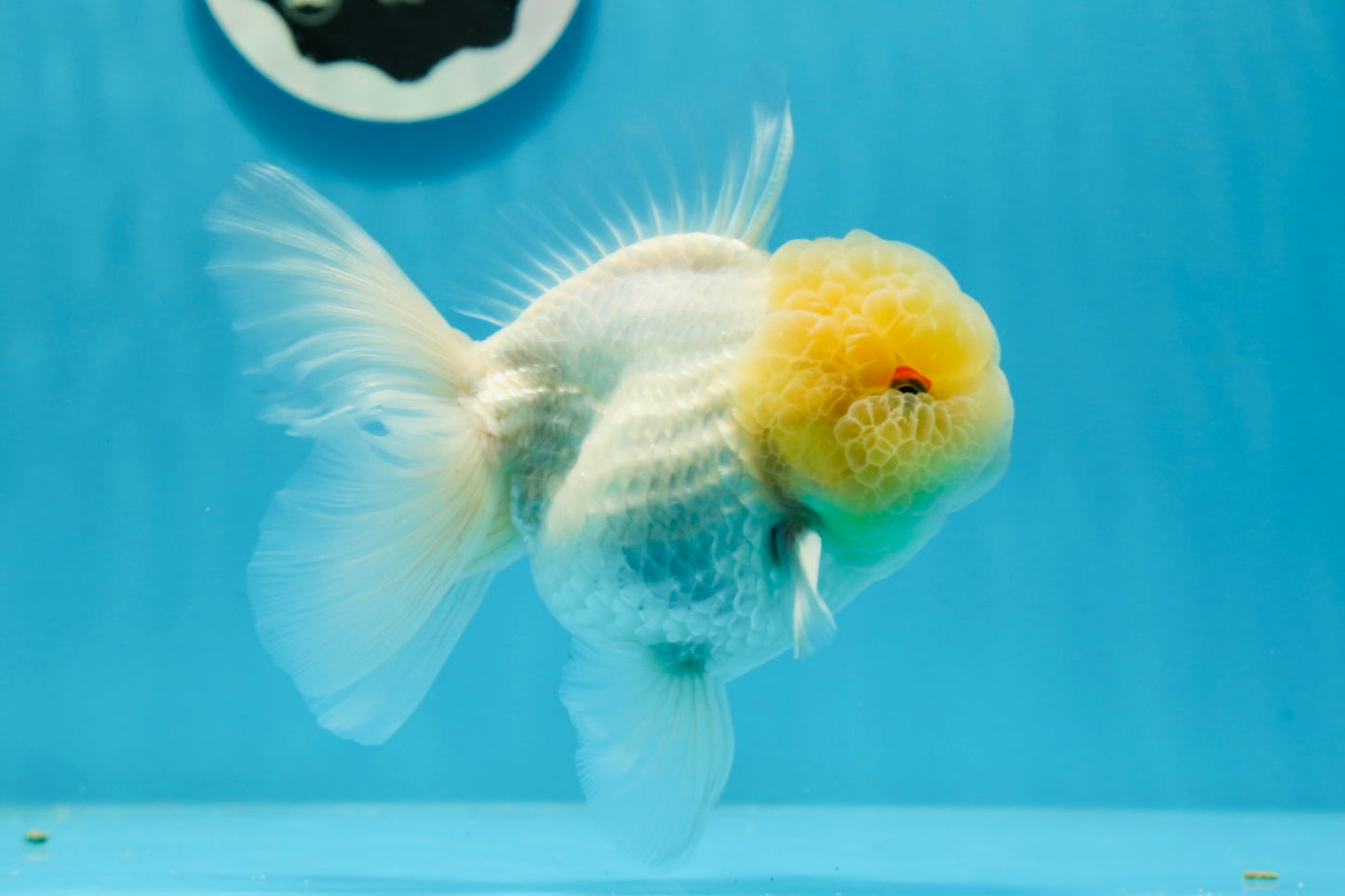 Oranda macho de cabeza de limón de grado AAA de 4,5 a 5 pulgadas n.º 0927OR_25