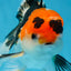 A Grade Tricolor Oranda Male 5 inches #082225OR_20