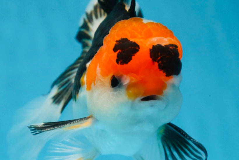 A Grade Tricolor Oranda Male 5 inches #082225OR_20