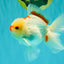 CHICKIE AAA Grade Red White Oranda Male 5-5.5 inches #062626OR_28
