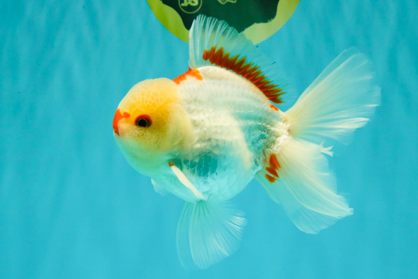 CHICKIE AAA Grade Red White Oranda Male 5-5.5 inches #062626OR_28