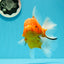 Godzilla oranda hembra joven de grado AAA de 5 a 5,5 pulgadas n.° 0510OR_17