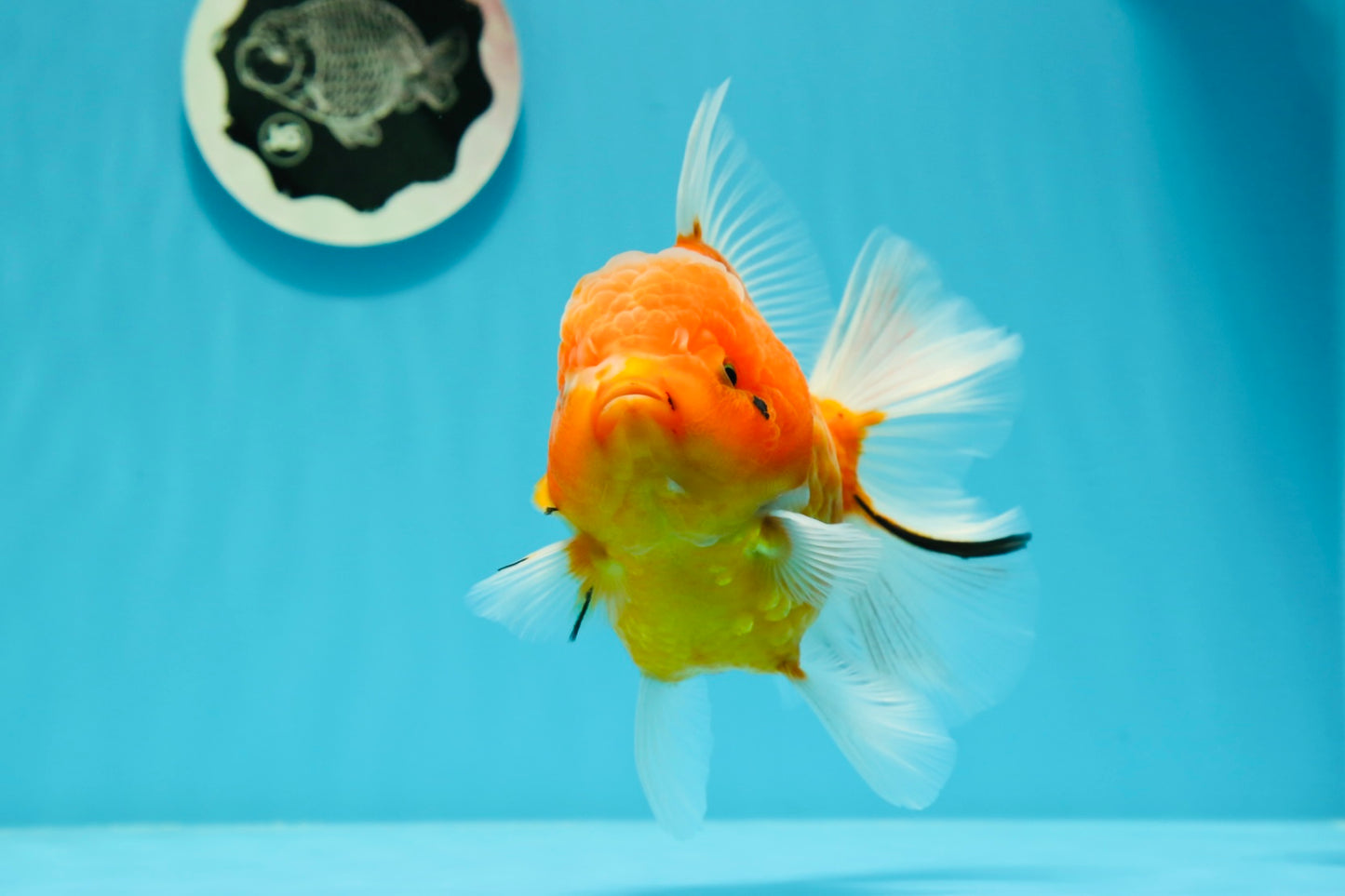 AAA Grade Young Godzilla Oranda Female 5-5.5 inches #0510OR_17