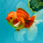 A Grade Red White Oranda Male 6 inches #071726OR_25