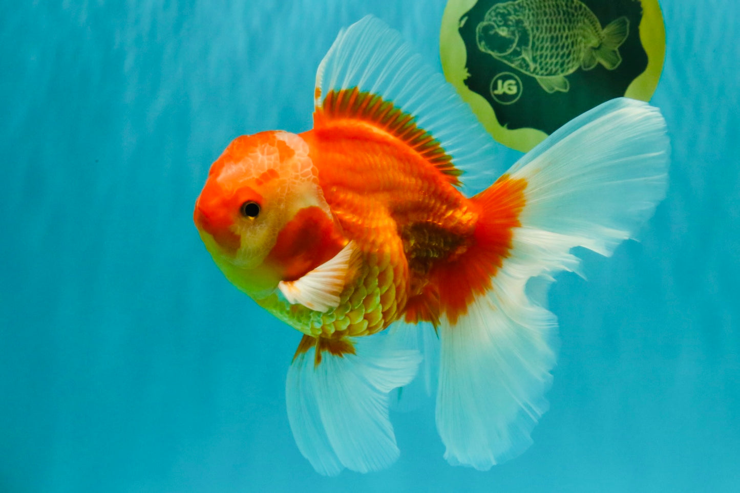 A Grade Red White Oranda Male 6 inches #071726OR_25