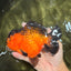 LAVA AAA Grade Apache Yuanbao Female 5.5-6 inches #092526YB_15