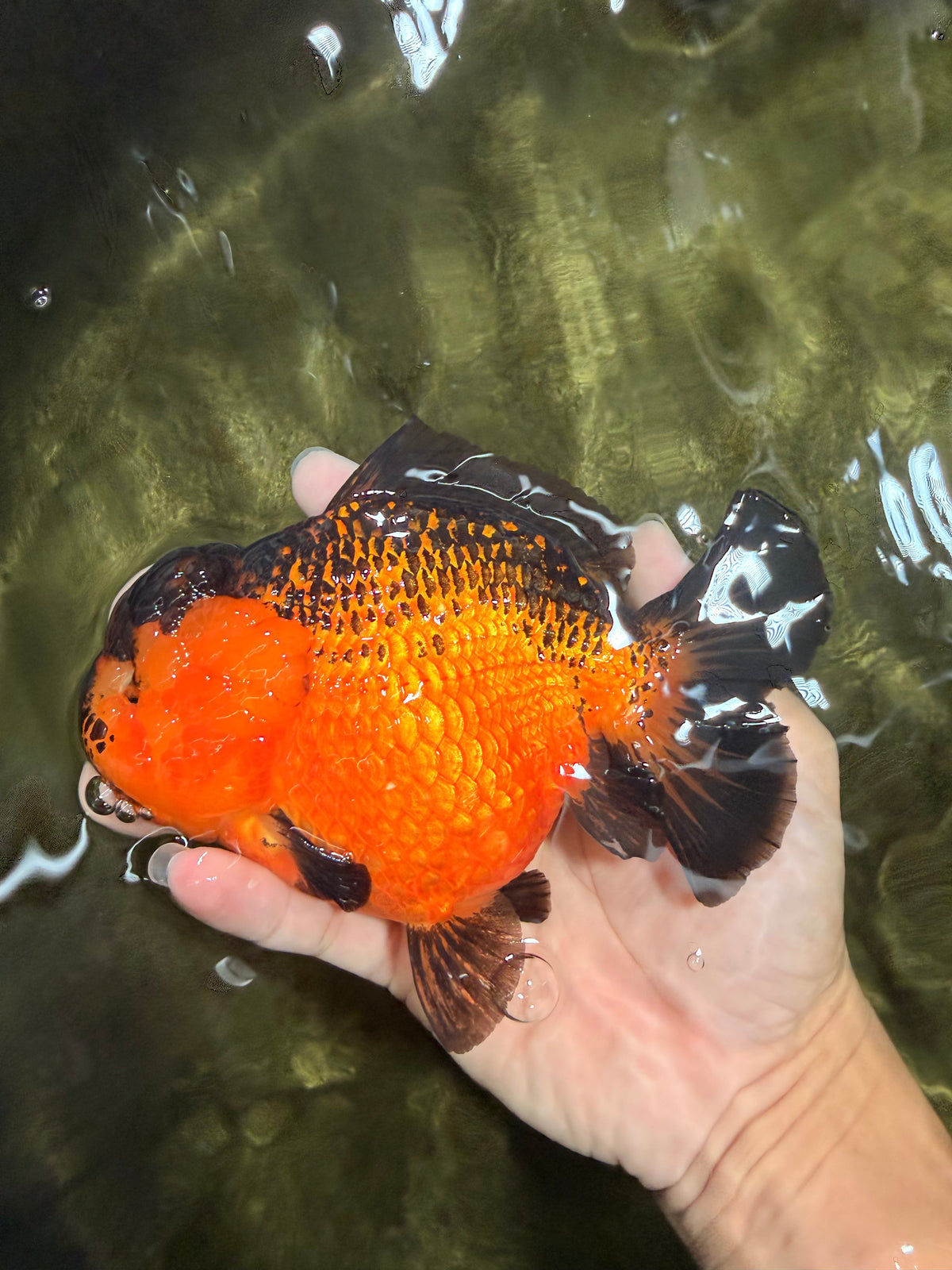 LAVA AAA Grade Apache Yuanbao Female 5.5-6 inches #092526YB_15