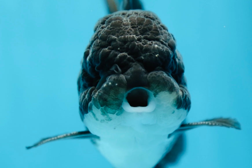 A Grade Jet Black Oranda Male 4.5 inches #1006OR_03