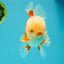 FLUFFY WEN AAA Grade Jade Head Red White Oranda Male 7.5 inches #071726OR_02