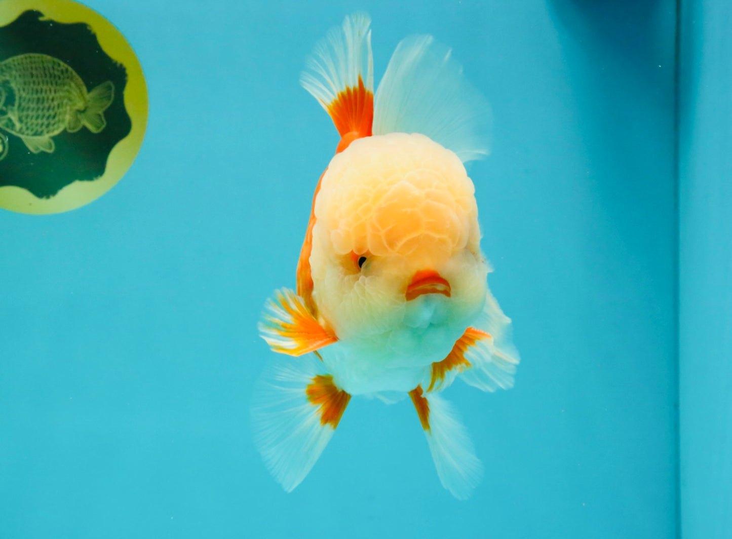 FLUFFY WEN AAA Grade Jade Head Red White Oranda Male 7.5 inches #071726OR_02