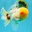 AAA Grade Marble Oranda Male 6.5 inches #022026OR_07
