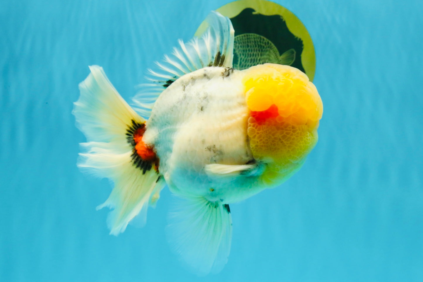 AAA Grade Marble Oranda Male 6.5 inches #022026OR_07