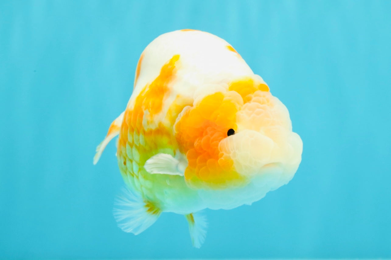 BEAUTY Sakura Chinese Ranchu Male 5-5.5 inches #032026RC_31