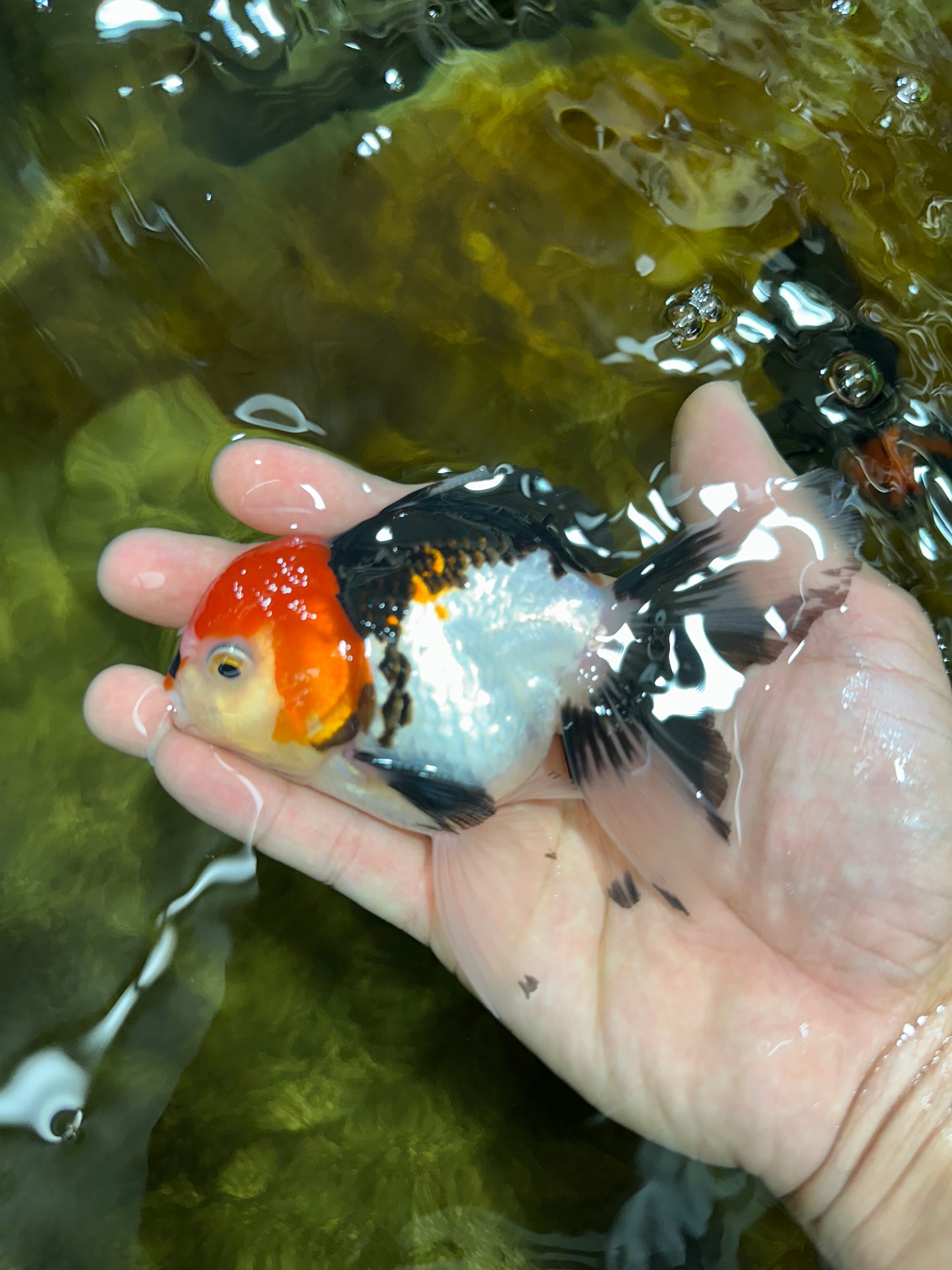 A Grade Young Tricolor Oranda Male 4.5 inches #061325_01
