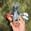 A Grade Marble Oranda Male 6.5-7 inches #072426OR_09