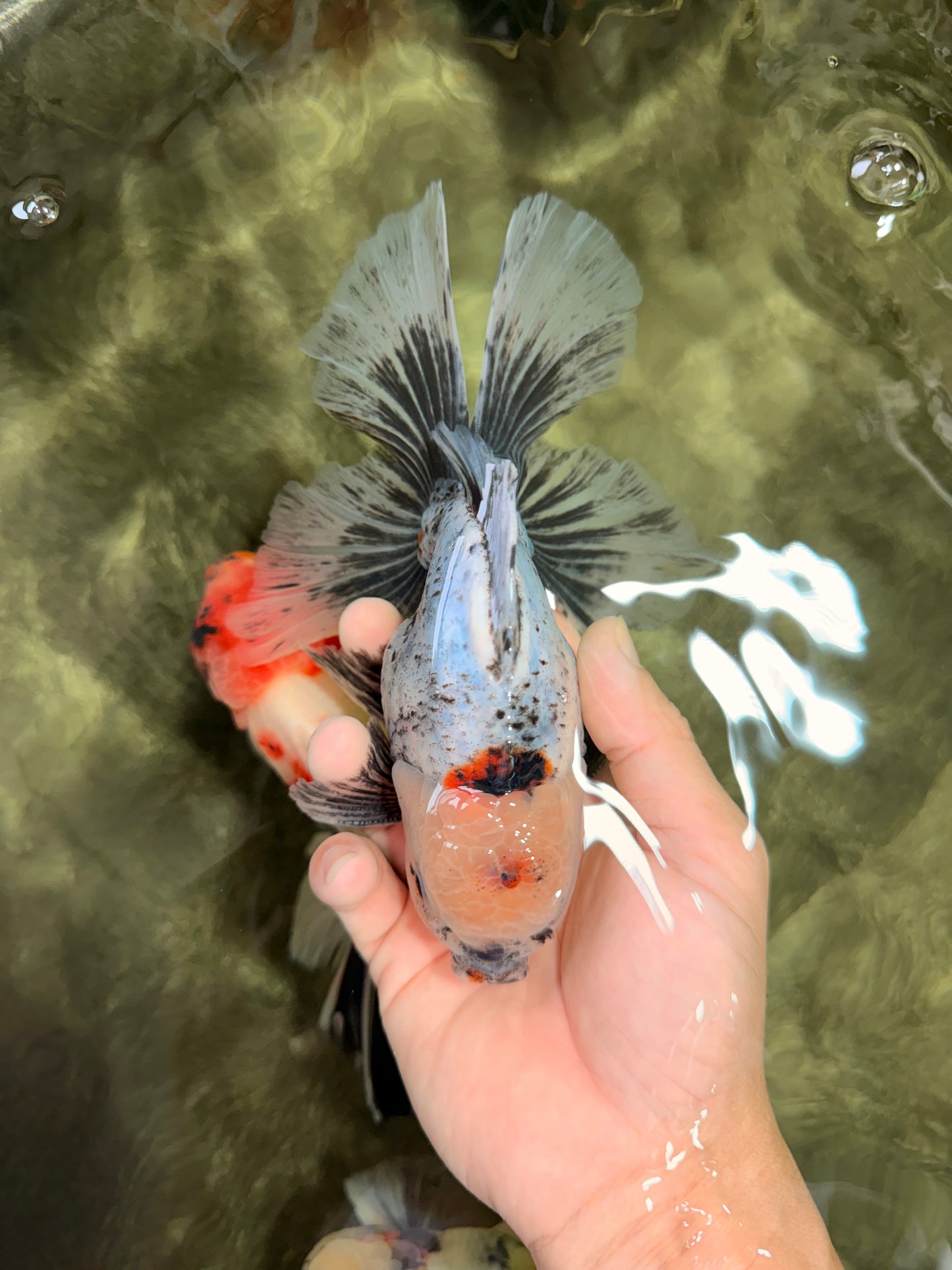A Grade Marble Oranda Male 6.5-7 inches #072426OR_09
