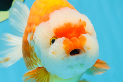 A Grade CHUBBY Red White LionKing 5.5-6 inches #091925LC_23