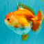 AAA Grade Red White Yuanbao Female 5 inches #062626YB_12