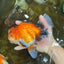 AAA Grade THICK BODY Godzilla Apache Oranda Male 6.5 inches #090525OR_07