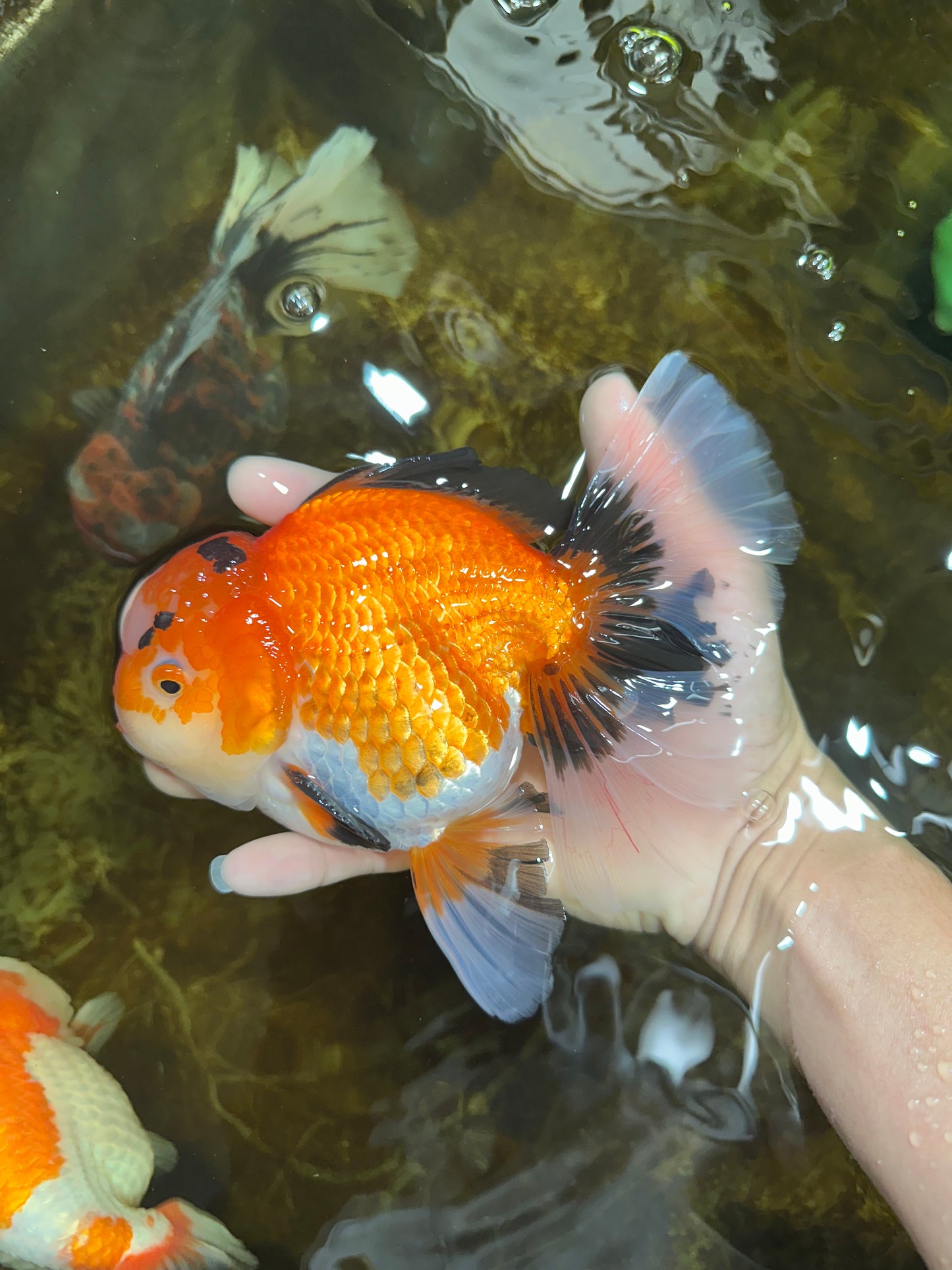 AAA Grade THICK BODY Godzilla Apache Oranda Male 6.5 inches #090525OR_07