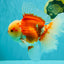 FLUFFY TAIL AAA Grade Super Red White Oranda Male 7.5-8 inches #061926OR_02