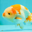 Kohaku Orange White Lionchu Male 4.5-5 inches #1018LC_9