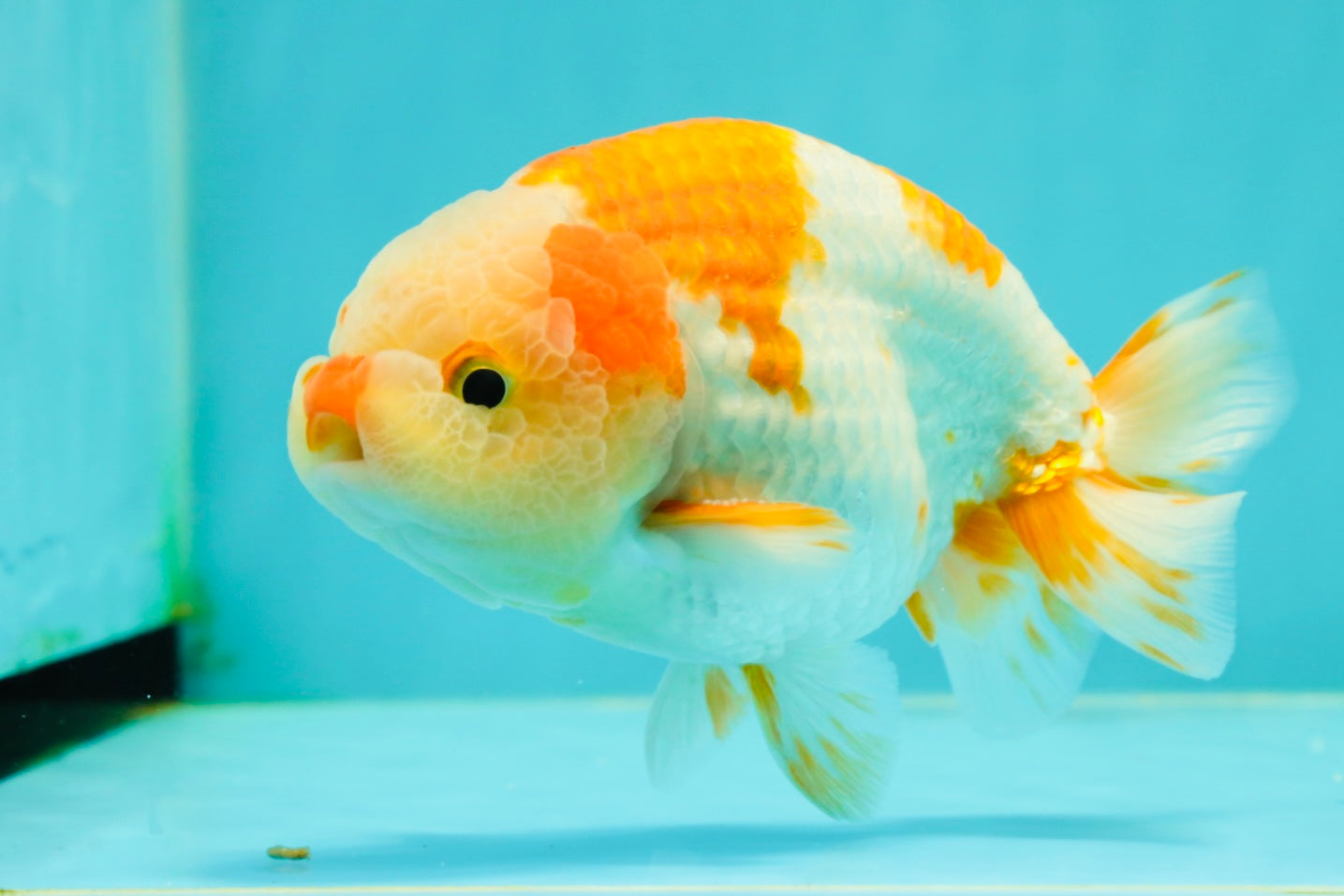 Kohaku Orange White Lionchu Male 4.5-5 inches #1018LC_9