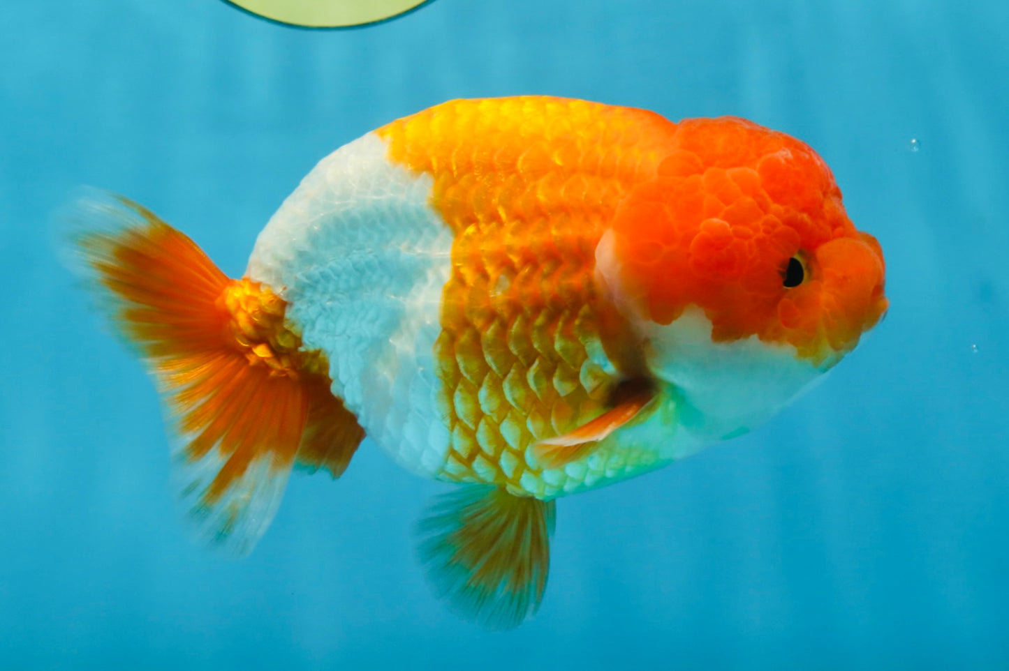 A Grade Red White LionKing 5.5 inches #091925LC_22