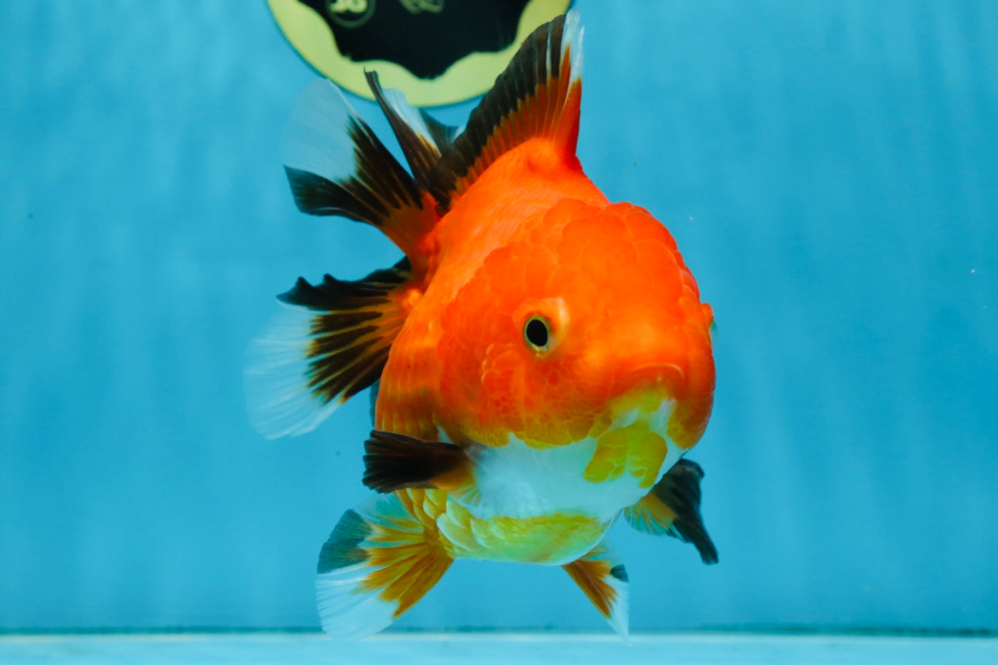 NEMO Apache Yuanbao Female 5-5.5 inches #091925YB_18