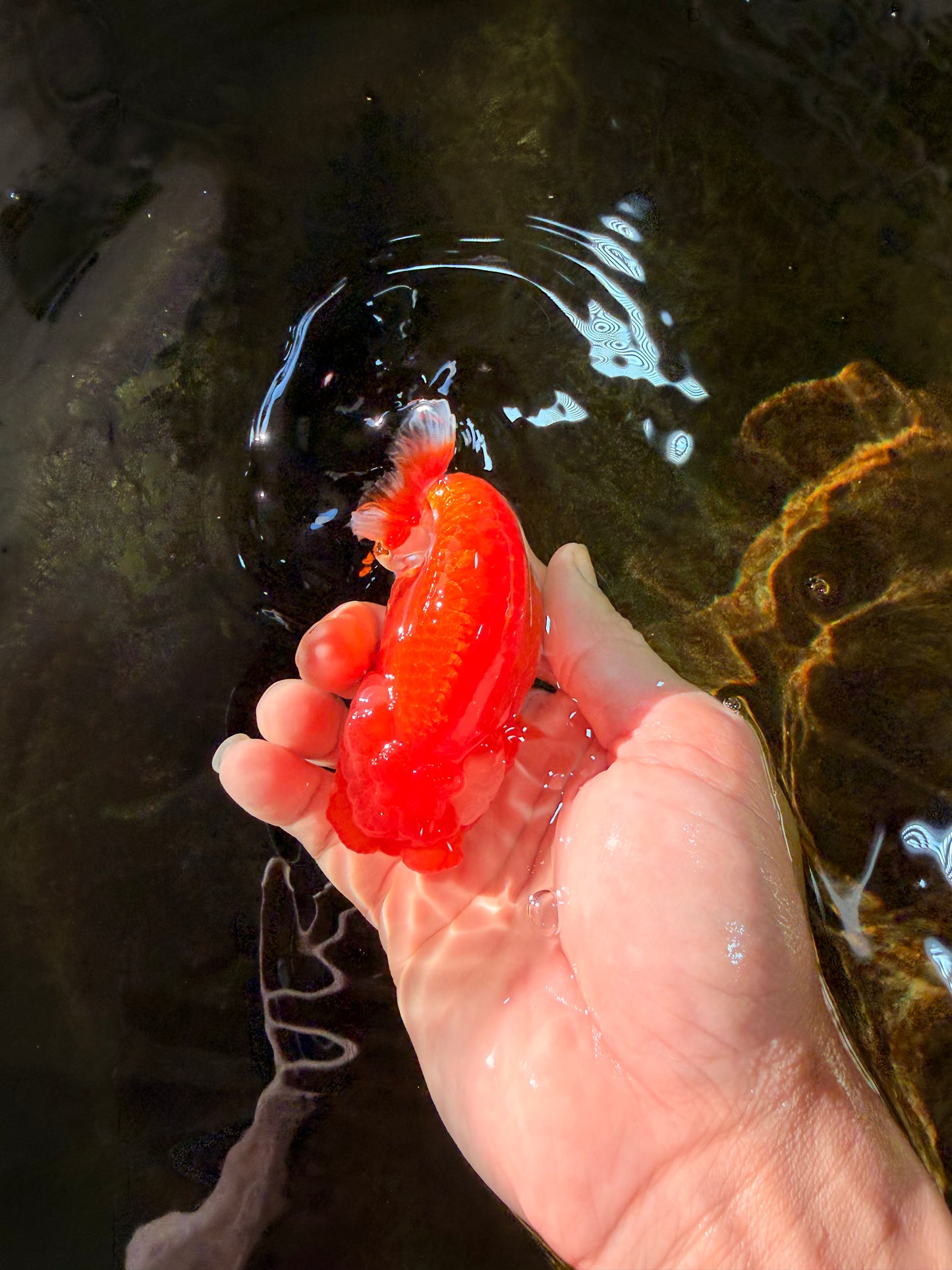 A Grade Red White LionQueen 4 inches #102425LC_09