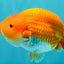 A Grade Red White LionKing 4.5-5 inches #072426LC_33