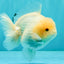 AAA Grade White Yuanbao Male 4.5-5 inches #072426YB_28