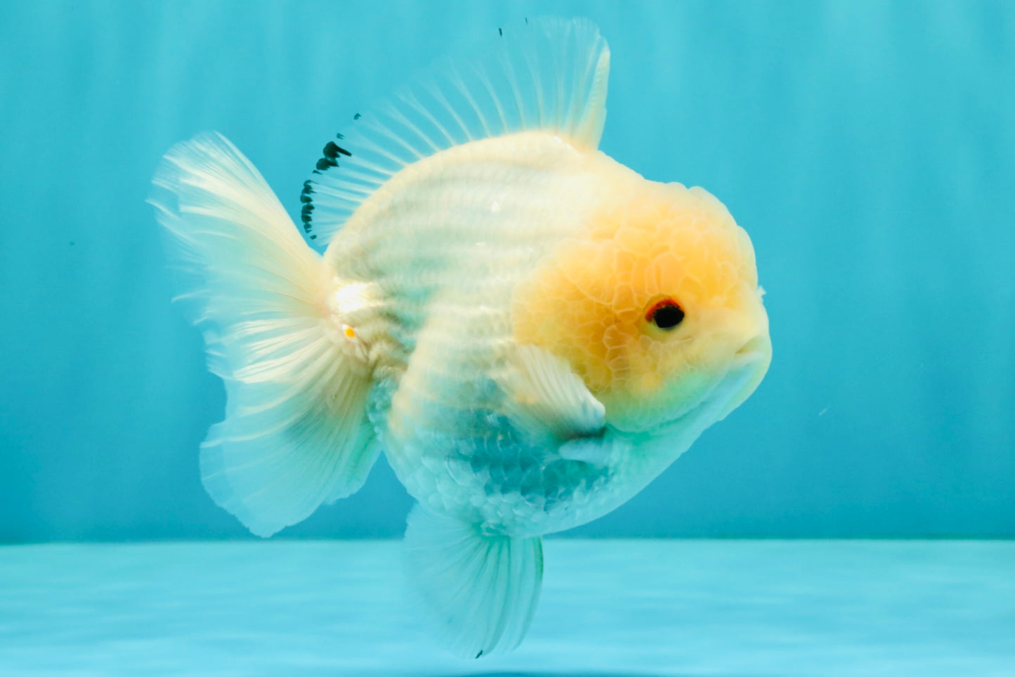 AAA Grade White Yuanbao Male 4.5-5 inches #072426YB_28