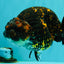 Tiger Ranchu Female 6 inches #100926RC_32