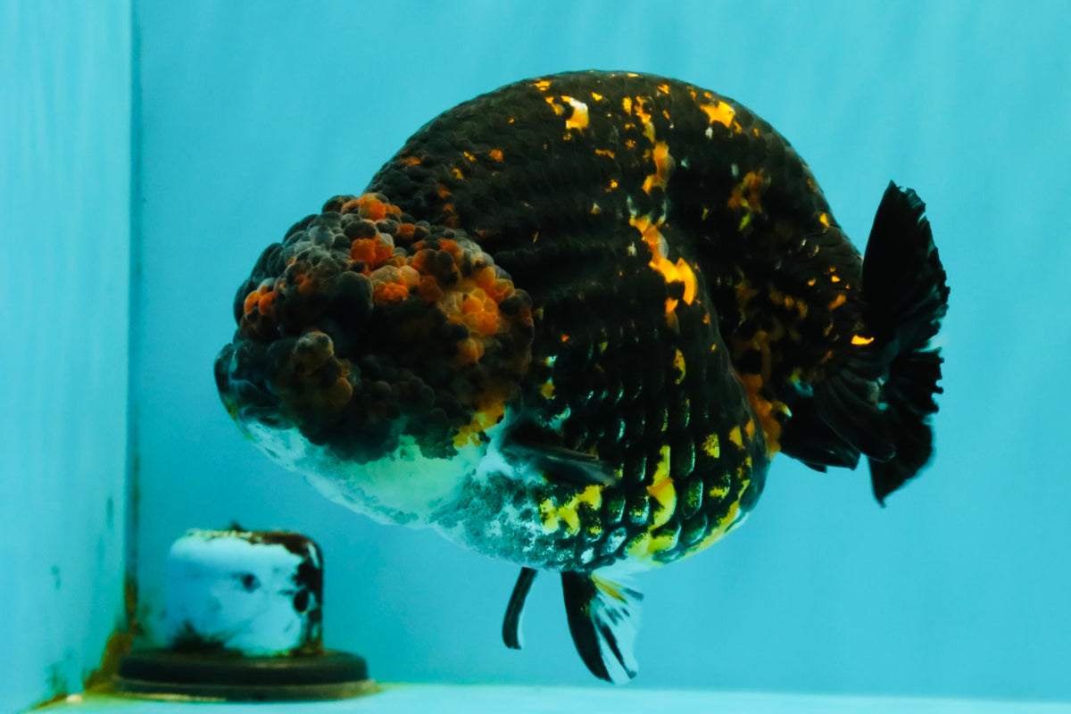 Tiger Ranchu Female 6 inches #100926RC_32
