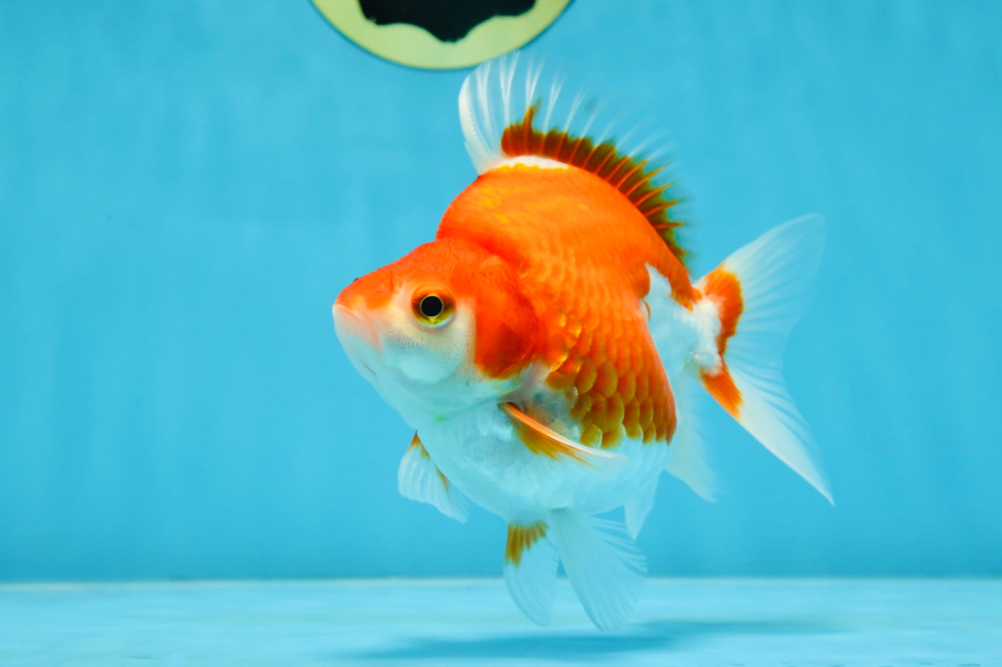 A Grade Red White Ryukin Female 5 inches #071125RK_20